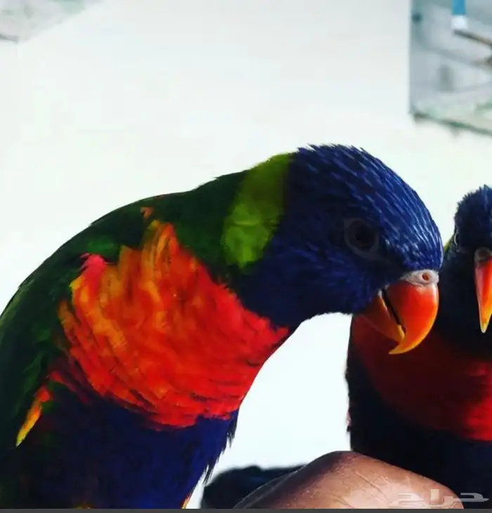 لوري متكلم 0
