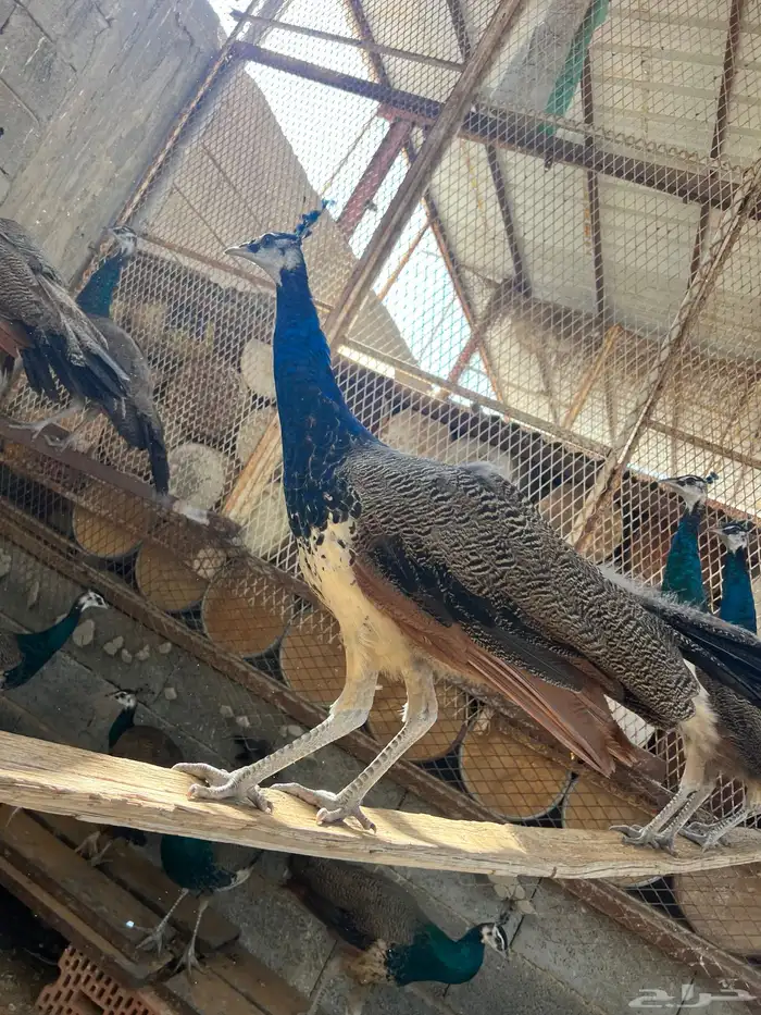 للبيع طاووس عمر سنتين 0