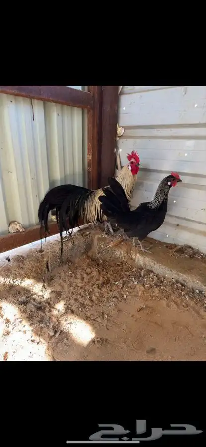 دجاج فونكس جوزين 0
