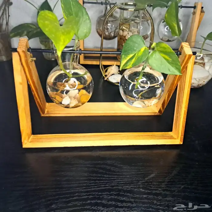 نبات البوتس نبات داخلي 6