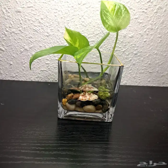 نبات البوتس نبات داخلي 1