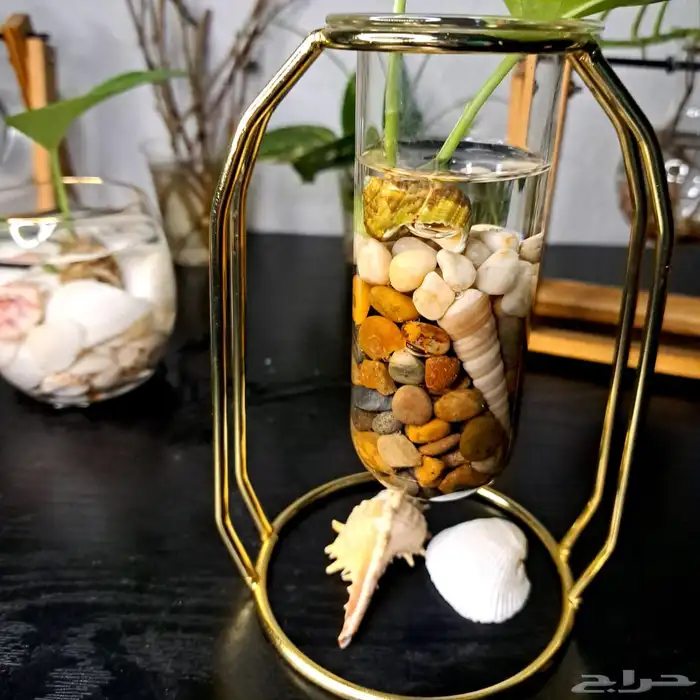 نبات البوتس نبات داخلي 11