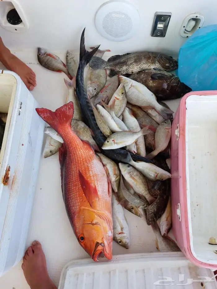 رحلات بحريه 5