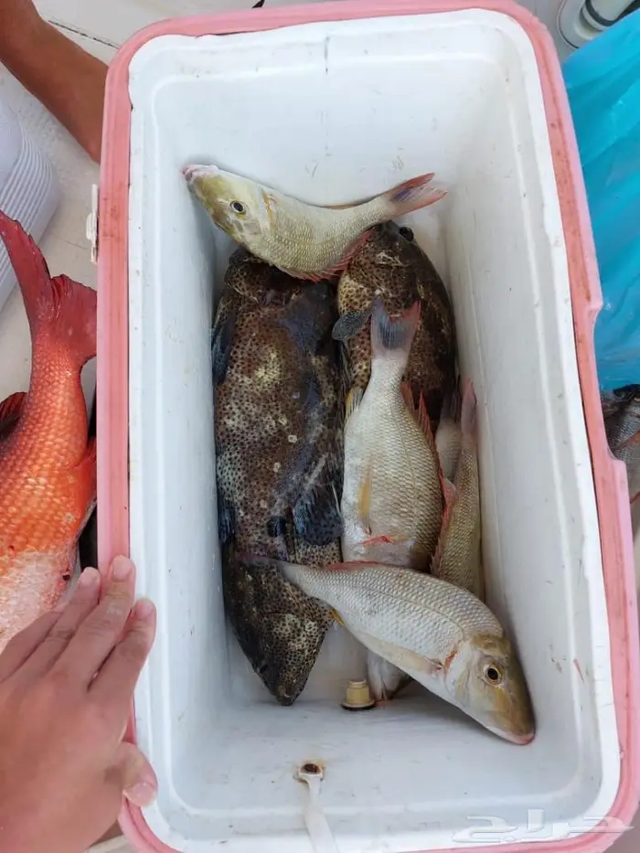 رحلات بحريه 3