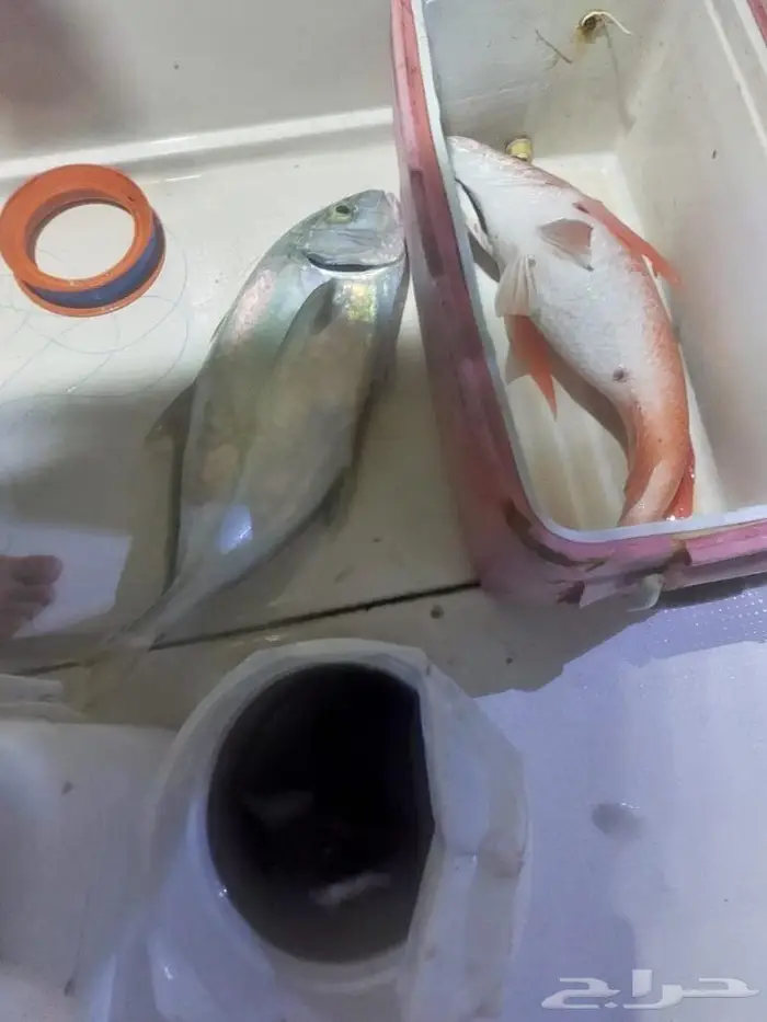 رحلات بحريه 6