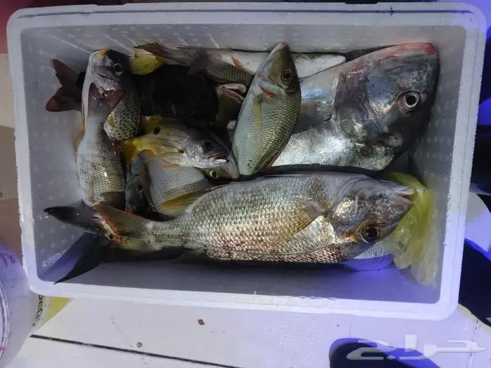 رحلات بحريه 8