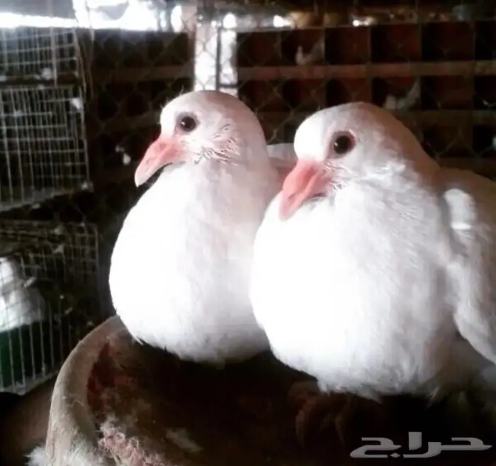 زغاليل فرنسي لاحم فل شحم ولحم يوجد عروض جباره 1