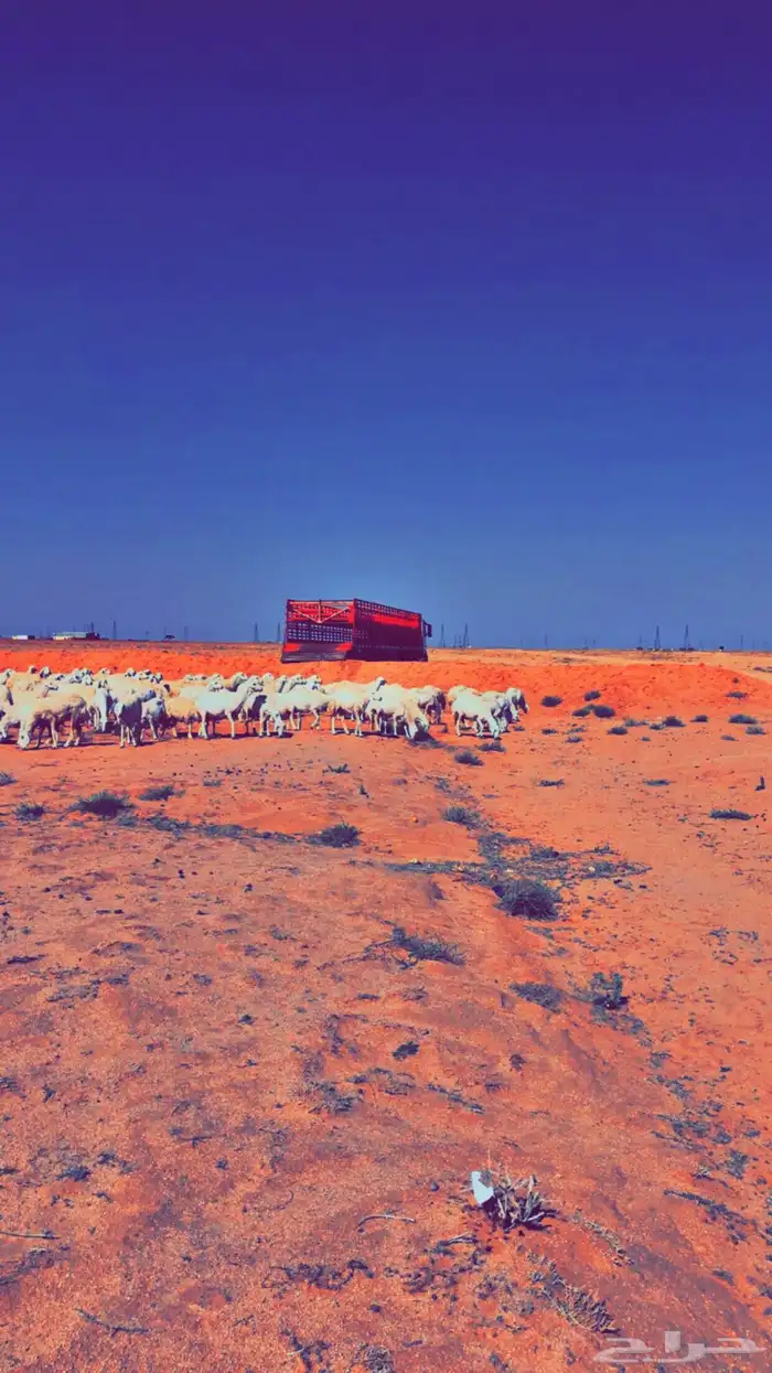 تيدر صفه لنقل لاغنام 0