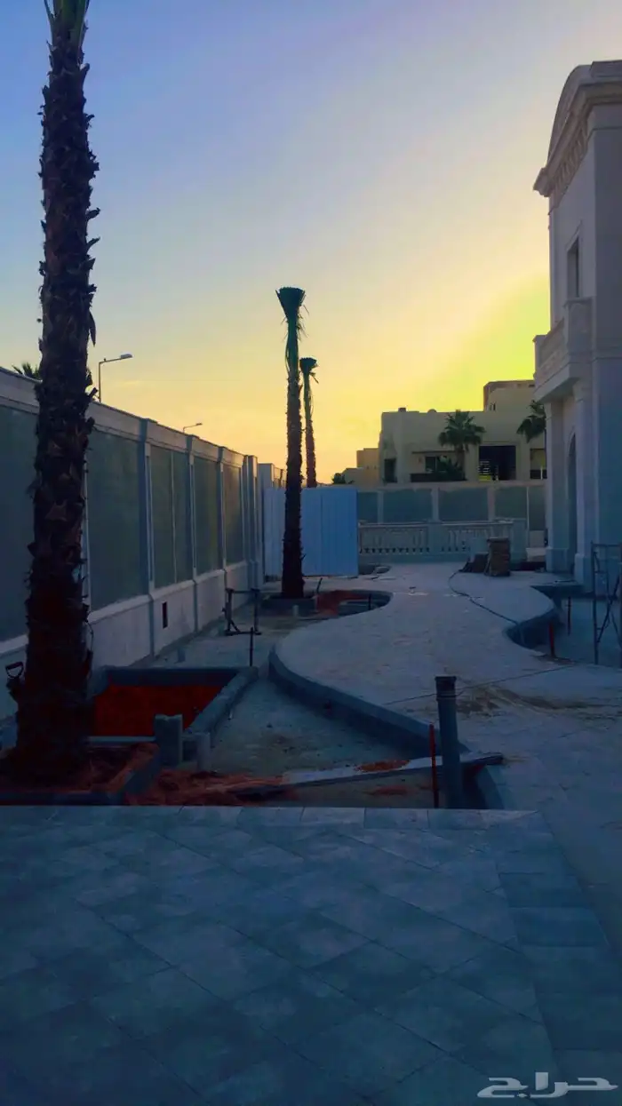 نخيل واشنطني زينه 7