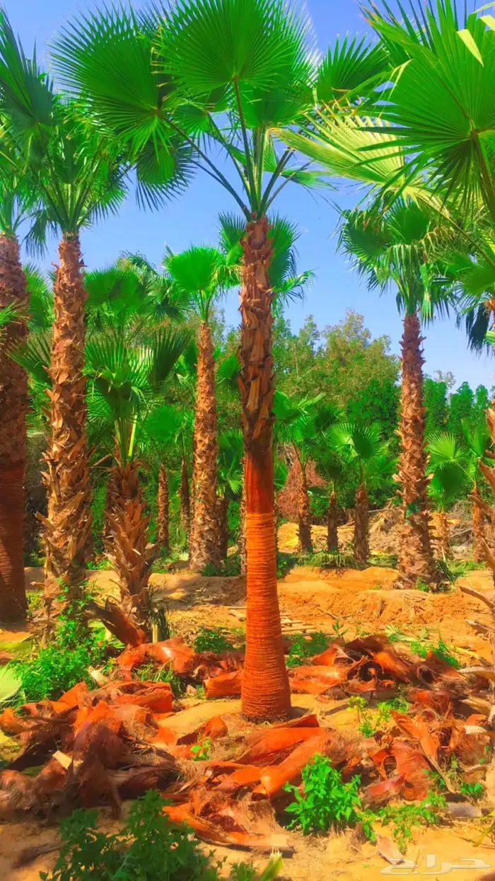 نخيل واشنطني زينه 1