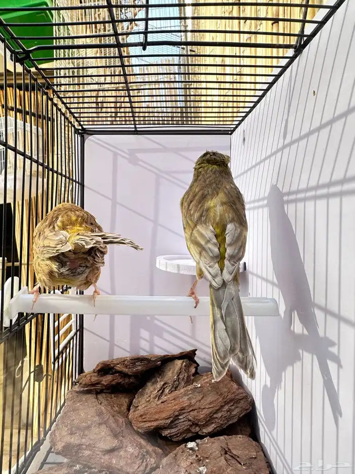 جوز كناري جاهز تم البيع 14