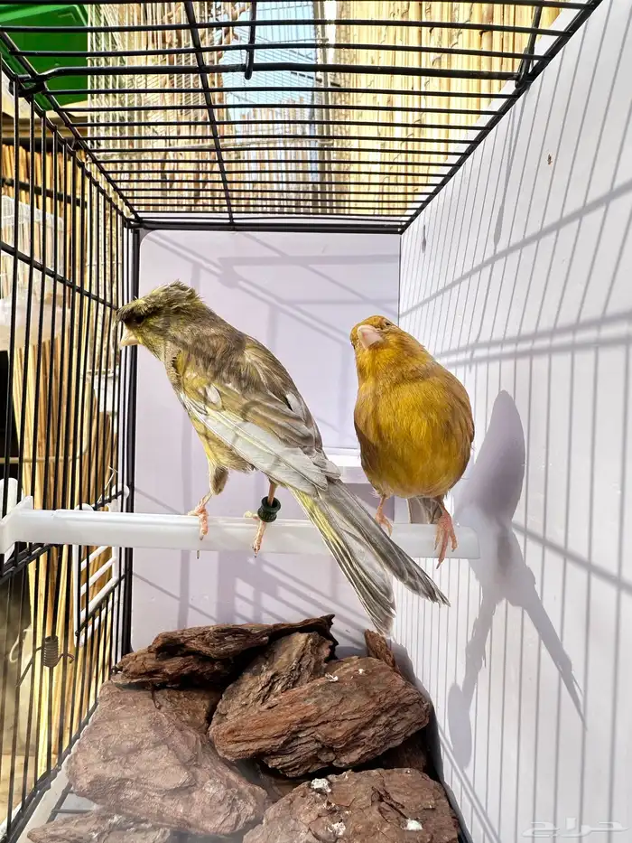 جوز كناري جاهز تم البيع 7