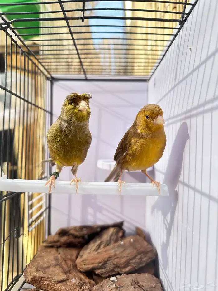 جوز كناري جاهز تم البيع 11