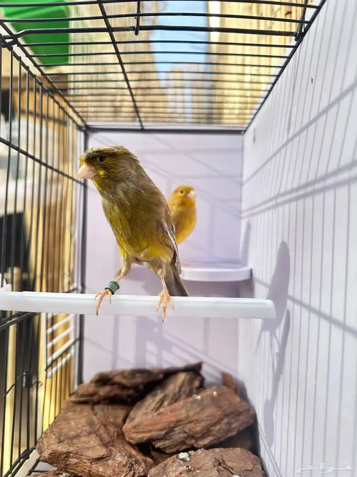 جوز كناري جاهز تم البيع 3