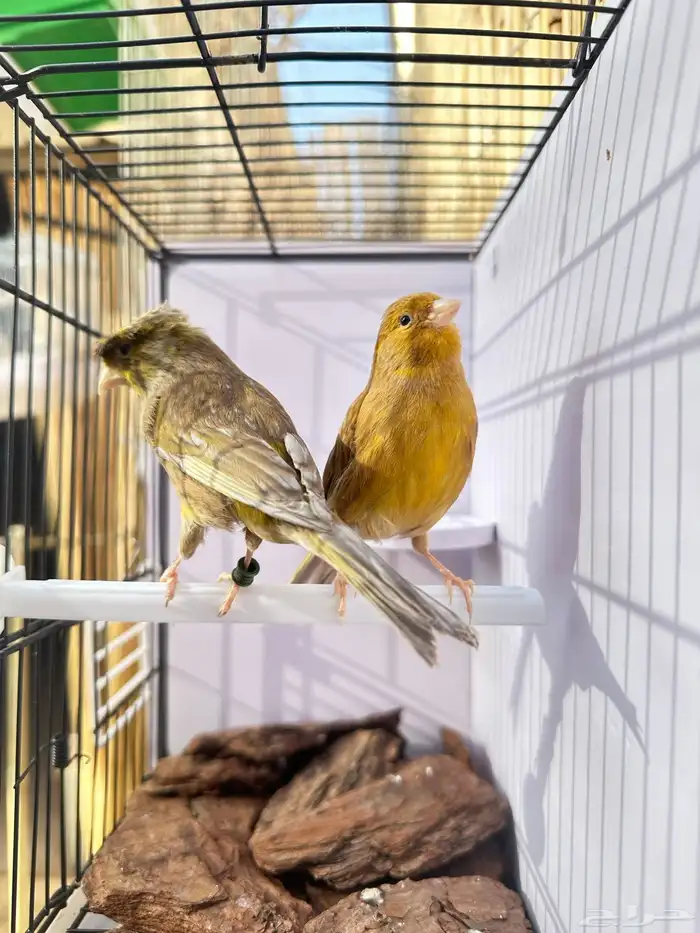 جوز كناري جاهز تم البيع 10