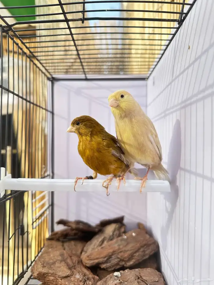 جوز كناري تم البيع خارج الموقع 2