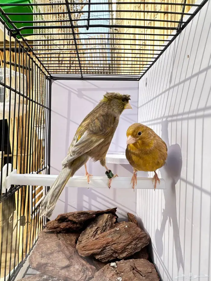 جوز كناري جاهز تم البيع 12