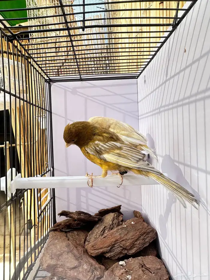 جوز كناري تم البيع خارج الموقع 1