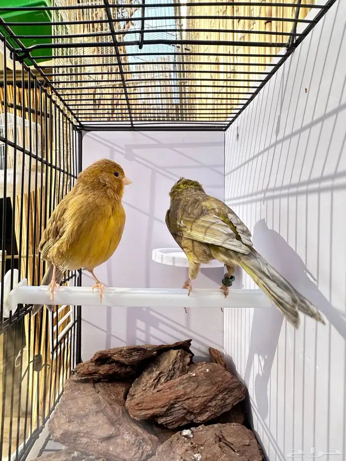 جوز كناري جاهز تم البيع 18