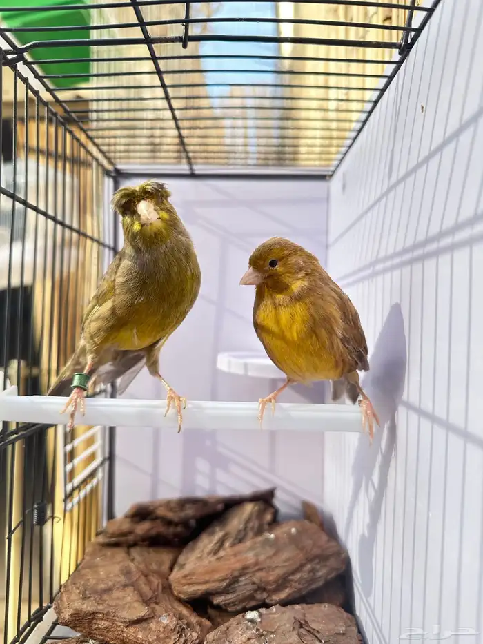 جوز كناري جاهز تم البيع 21