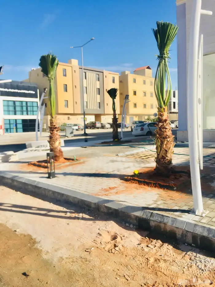 نخيل واشنطني زينه 0