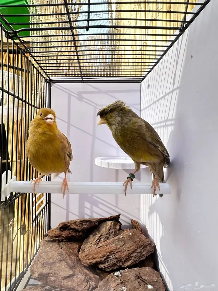 جوز كناري جاهز تم البيع 9