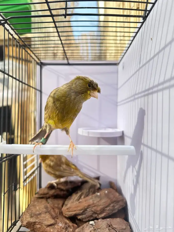 جوز كناري جاهز تم البيع 16