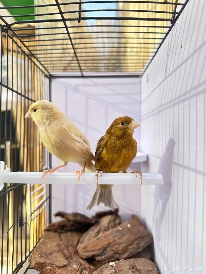 جوز كناري تم البيع خارج الموقع 4