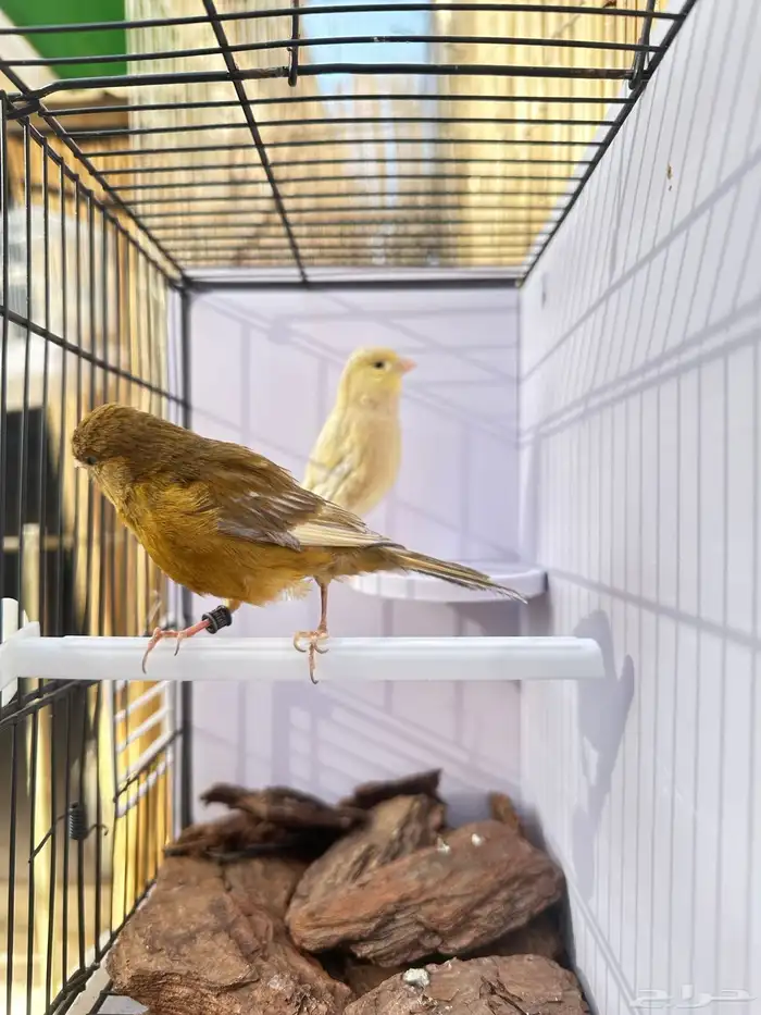 جوز كناري تم البيع خارج الموقع 9