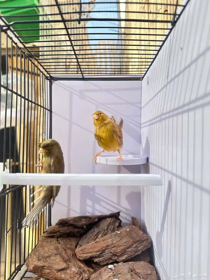 جوز كناري جاهز تم البيع 17