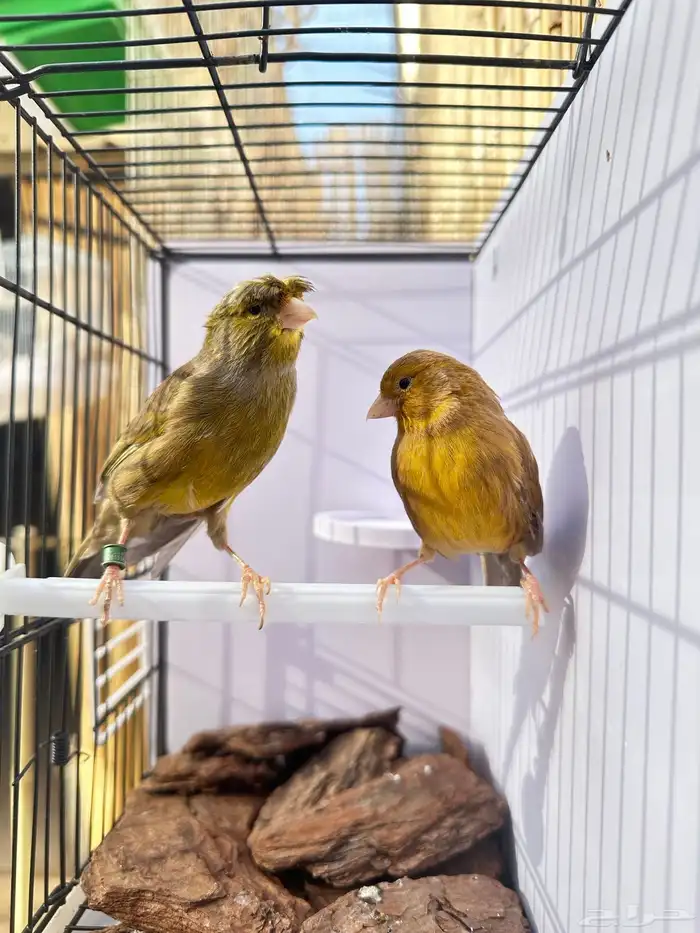 جوز كناري جاهز تم البيع 20