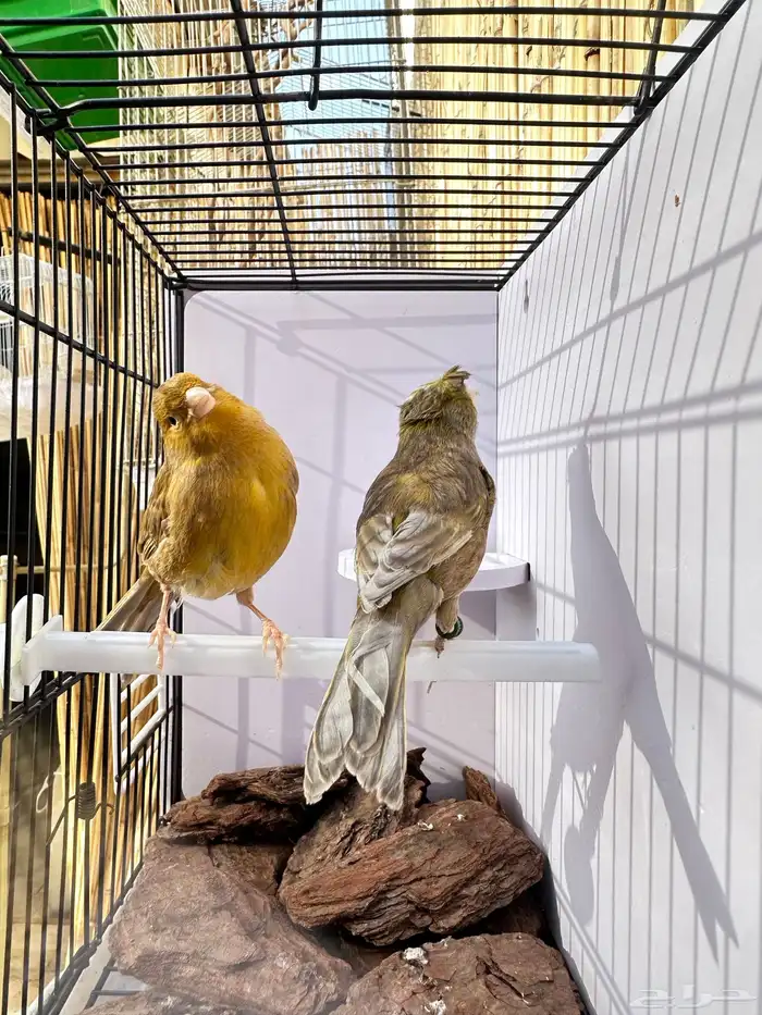 جوز كناري جاهز تم البيع 15