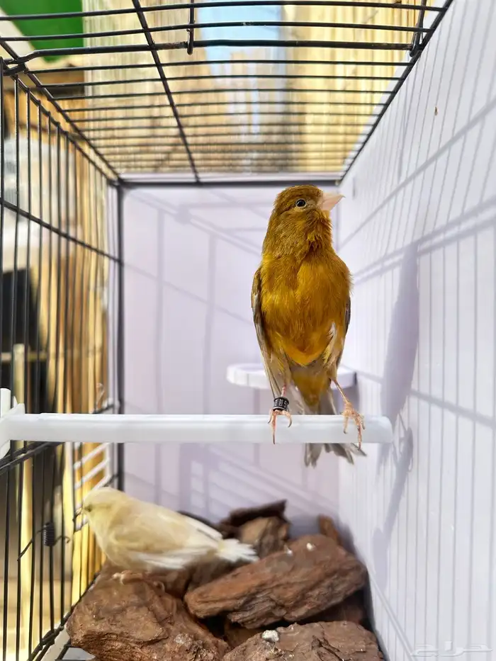 جوز كناري تم البيع خارج الموقع 8