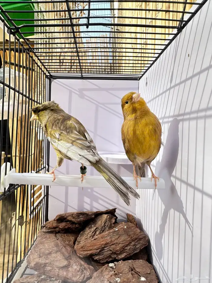 جوز كناري جاهز تم البيع 2