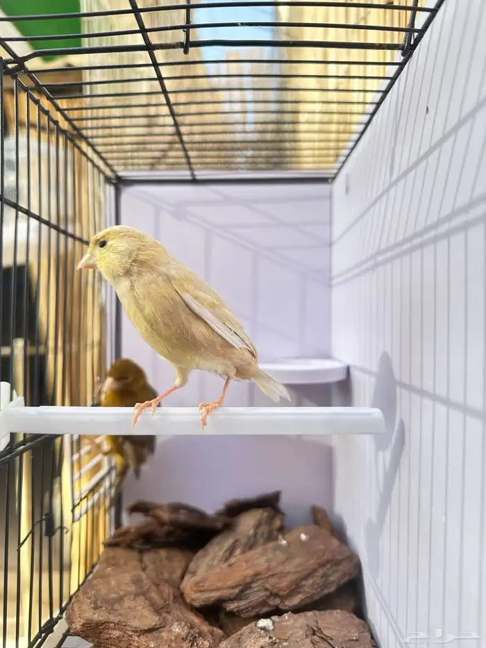 جوز كناري تم البيع خارج الموقع 5