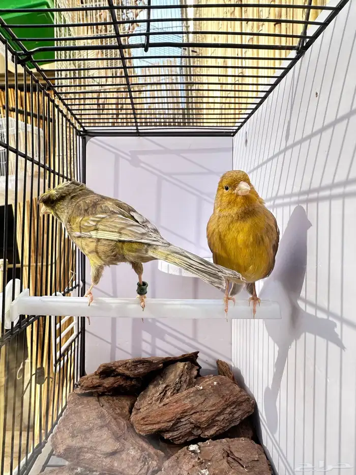 جوز كناري جاهز تم البيع 19