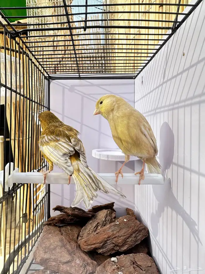 جوز كناري تم البيع خارج الموقع 3