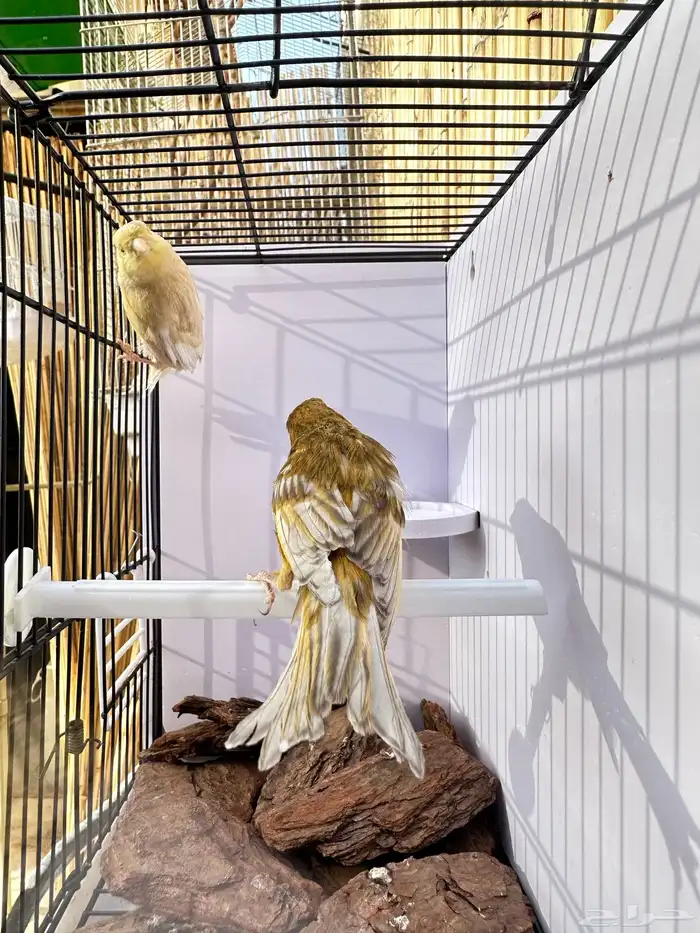 جوز كناري تم البيع خارج الموقع 7