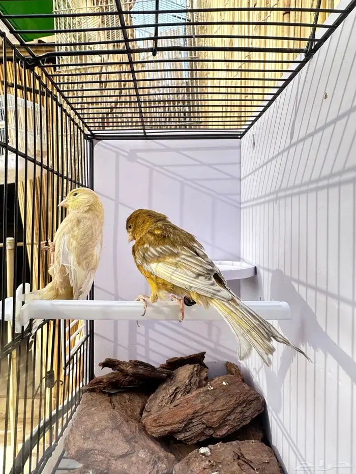 جوز كناري تم البيع خارج الموقع 10