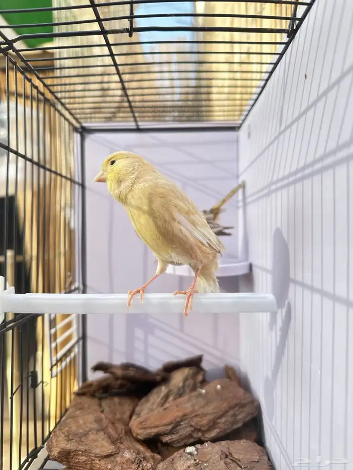 جوز كناري تم البيع خارج الموقع 6