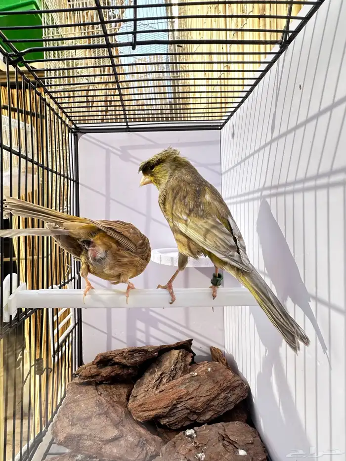 جوز كناري جاهز تم البيع 8