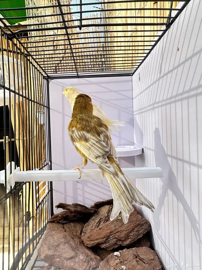 جوز كناري تم البيع خارج الموقع 0