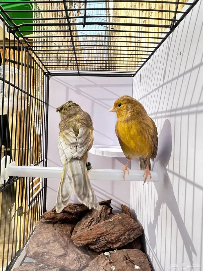 جوز كناري جاهز تم البيع 5