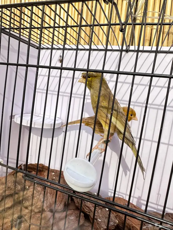 جوز كناري جاهز تم البيع 0