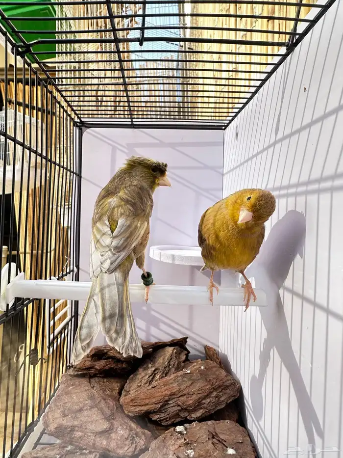 جوز كناري جاهز تم البيع 6