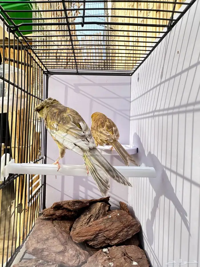 جوز كناري جاهز تم البيع 4