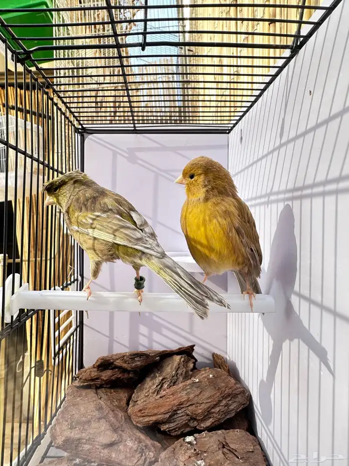 جوز كناري جاهز تم البيع 13