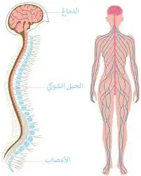 خدمات طلابية كتابه البحوث تقارير تصميم ورقة عمل او حلها 10