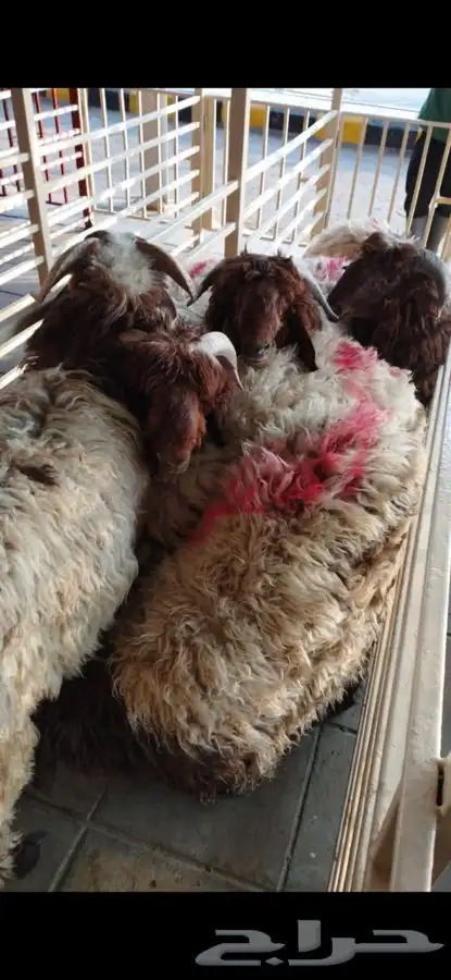 مطبخ ولائم إشراف سعودي 19