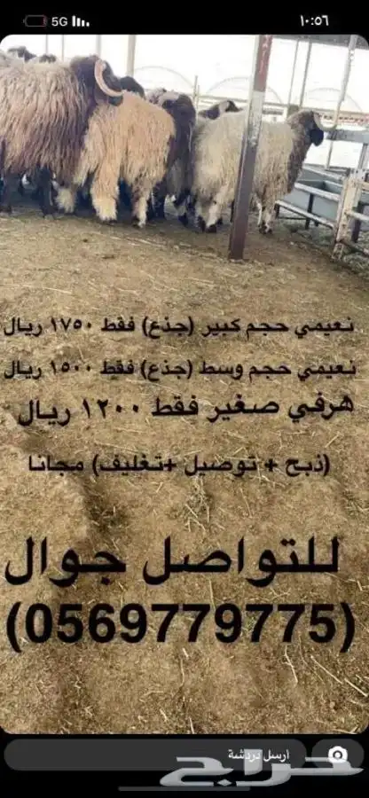 مطبخ ولائم إشراف سعودي 18